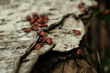 close up macro shot of colony of fire bugs on a piece of birch bark