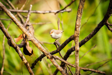 The superb fairywren is a passerine bird in the Australasian wren family, Maluridae, and is common and familiar across south-eastern Australia.