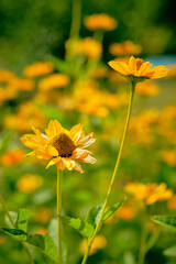 close up of an heliopsis flower in the middle of more flowers