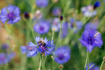 Cornflowers close-up in the field with bee. Natural background, selective focus