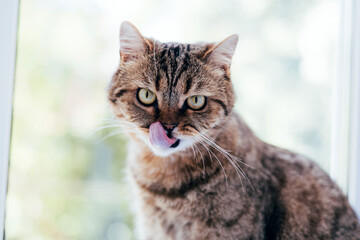 A gray striped cat with yellow eyes near the window. Pet portrait with shadows, front view