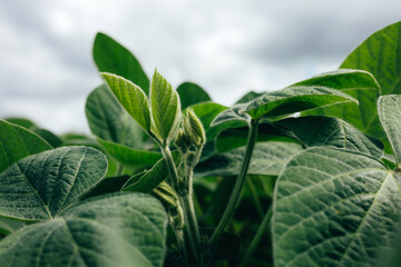 Soybean plants in a field close-up in bright sunlight. Agricultural field with soy. Green background, selective focus. Front view © Olha