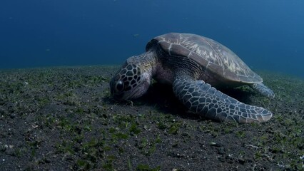 Green Turtle - Chelonia mydas is feeding on the algae. Tulamben, Bali, Indonesia. 4k video.