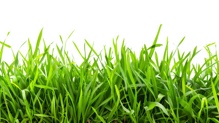 Obraz premium Grass field green on transparent background
