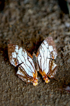 A detailed capture of a Common Mapwing butterfly(Cyrestis thyodamas formosana) with striking wing patterns on a natural backdrop. Wulai, Taiwan.