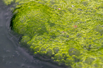 Detailed capture of green algae formations and effervescent bubbles in a serene pool. Wulai, Taiwan.