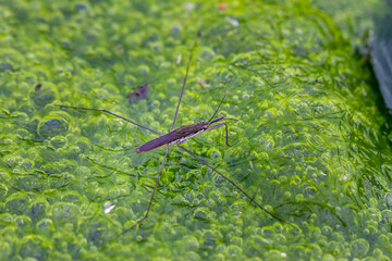 A delicate water strider balances on bubbles of vibrant green algae in a freshwater pond. Capturing the complexity of nature, Wulai, Taiwan.