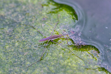 A delicate water strider balances on bubbles of vibrant green algae in a freshwater pond. Capturing the complexity of nature, Wulai, Taiwan.