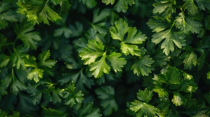 The herb parsley