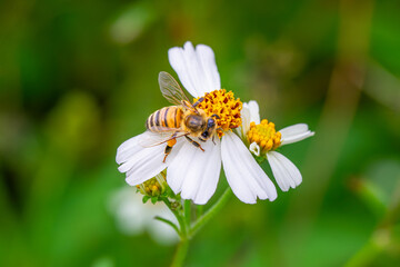 Obraz premium Close-up of an eastern honey bee on a white Bidens pilosa flower, with pollen-laden legs. Wulai, Taiwan.
