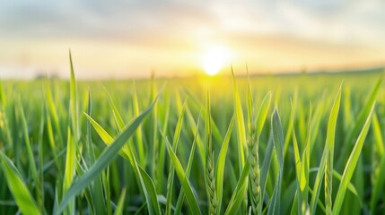 Obraz premium Serene Sunrise Over Dewy Green Field with Silhouetted Trees