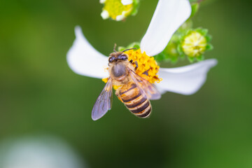 Close-up of an eastern honey bee on a white Bidens pilosa flower, with pollen-laden legs. Wulai, Taiwan.