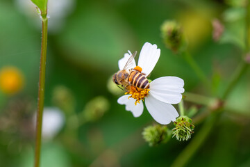 Close-up of an eastern honey bee on a white Bidens pilosa flower, with pollen-laden legs. Wulai, Taiwan.