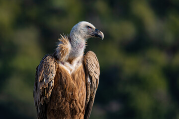 portrait of a vulture close up