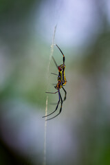 Detailed capture of a Giant Wood Spider consuming its prey on a delicate web. Vibrant colors and natural predation scene, Wulai, Taiwan.