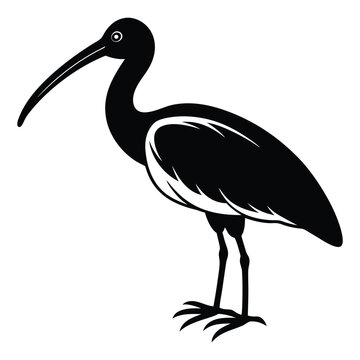 recommend clip art:  Ibis Bird Silhouette Art Design