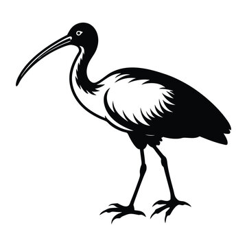 recommend clip art:  Ibis Bird Walking Silhouette Art