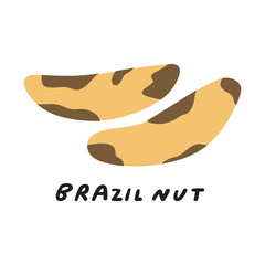 Brazil nut. Healthy organic food. Vector flat illustration on white background.