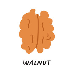 Food concept. Walnut. Hand drawn illustration on white background.