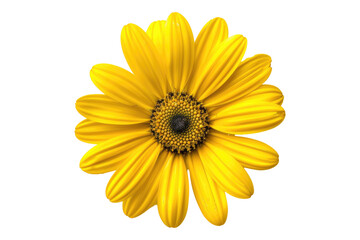 Yellow daisy flower isolated on transparent background