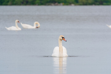 Three graceful white swans swims in the lake, swans in the wild.
