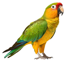 Fototapeta premium PNG Parrot transparent parrot animal bird.