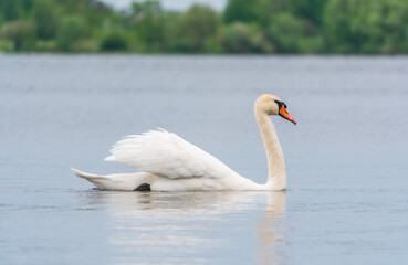 Graceful white Swan swimming in the lake, swans in the wild. Portrait of a white swan swimming on a lake.
