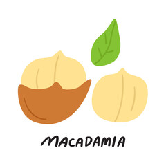 Macadamia nut. Healthy organic food. Flat vector hand drawn icon on white background.