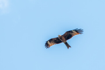 The bird of prey Black Kite flying in blue Sky