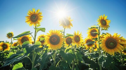 A field of vibrant sunflowers reaching towards the sun, evoking the positive outlook and fighting spirit of children with cancer.
