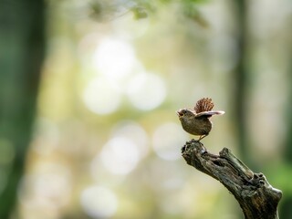 森の中で枯れ木に留まって求愛行動をしながらさえずっているミソサザイ