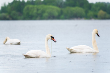 Three graceful white swans swims in the lake, swans in the wild.