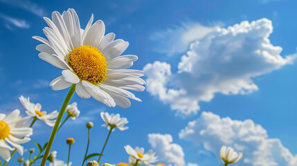 beeautiful nature view with daisy flower against blue sky