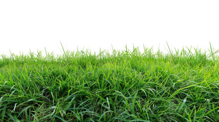 Fototapeta premium Grass field green on transparent background