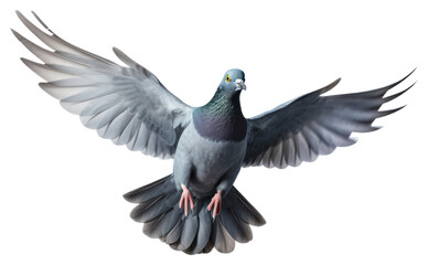 PNG Animal pigeon bird wildlife. © Rawpixel.com