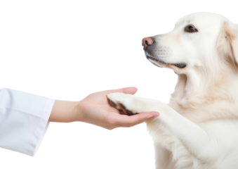 PNG Veterinarian dog mammal animal.