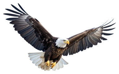 Naklejka premium PNG An eagle animal flying bird.