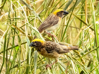 Baya Weaver Bird in Borneo, Malaysia