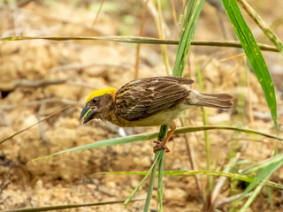 Baya Weaver Bird in Borneo, Malaysia