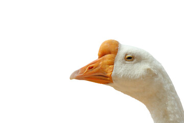 Close-up shot of American Pekin duck face isolated on transparent background png file