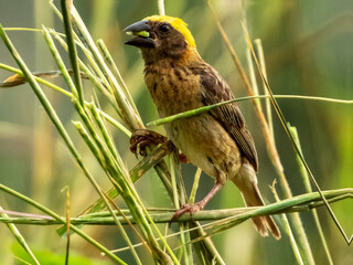 Baya Weaver Bird in Borneo, Malaysia