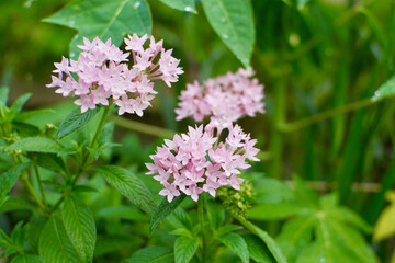 Fototapeta premium Close-Up of Pentas Flower (Pentas lanceolata) - Botanical Elegance