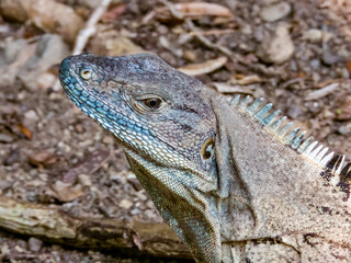 Black Spiny-tailed Iguana in Costa Rica