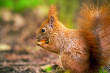 Whiskered squirrel feeds on a sunny day