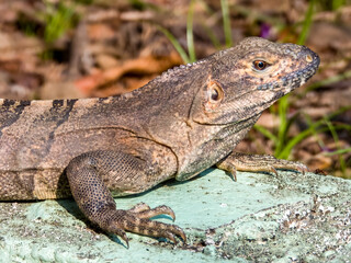 Fototapeta premium Black Spiny-tailed Iguana in Costa Rica