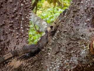 Black Spiny-tailed Iguana in Costa Rica