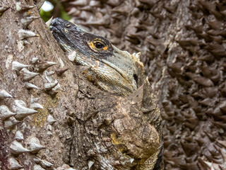 Black Spiny-tailed Iguana in Costa Rica