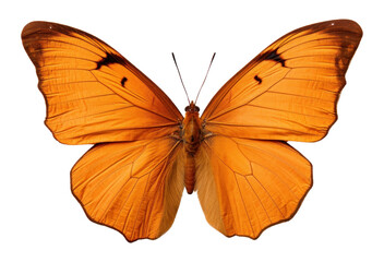 PNG Butterfly animal insect moth.