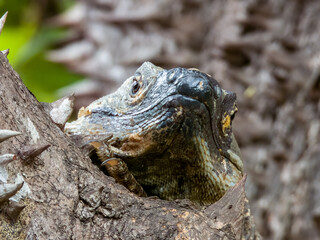 Black Spiny-tailed Iguana in Costa Rica