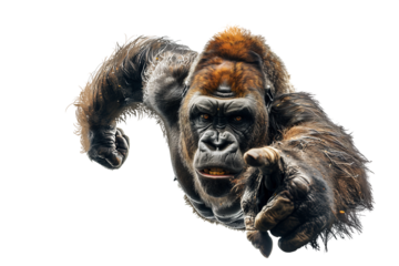 Big, fierce gorilla on a transparency background, PNG file